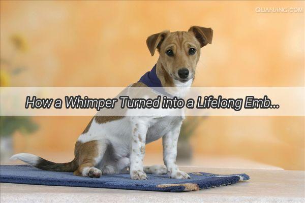 How a Whimper Turned into a Lifelong Embrace The Heartwarming Story of a Dogs Unconditional Love